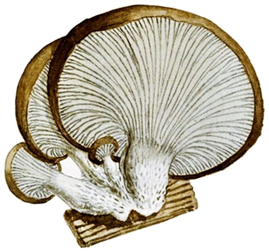 The delicate gills beneath an oyster mushroom